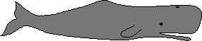 Spermwhalebig.gif (651 bytes)